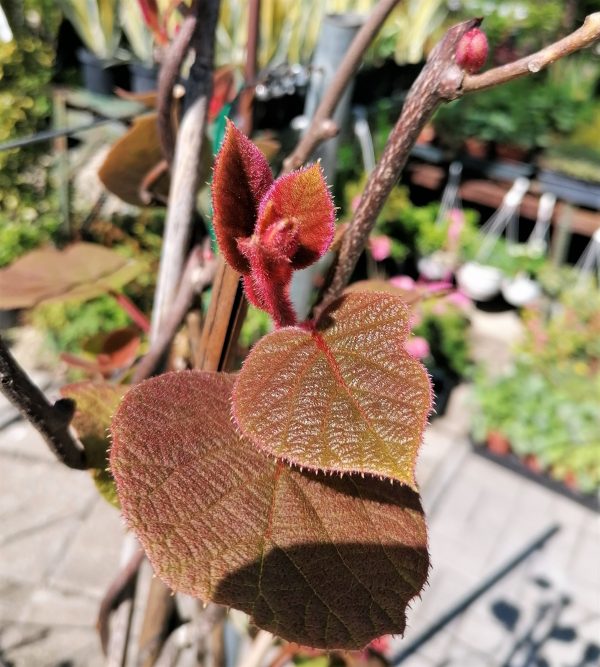 Actinidia chinensis Hayvard- termő kb. 170 cm magas - Image 5