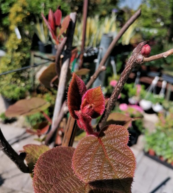 Actinidia chinensis Hayvard- termő kb. 170 cm magas - Image 6
