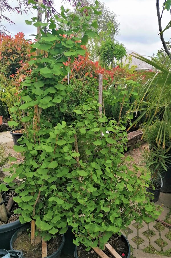 Ginkgo biloba 'Fastigiata' – Oszlopos páfrányfenyő 125-150 cm - Image 3
