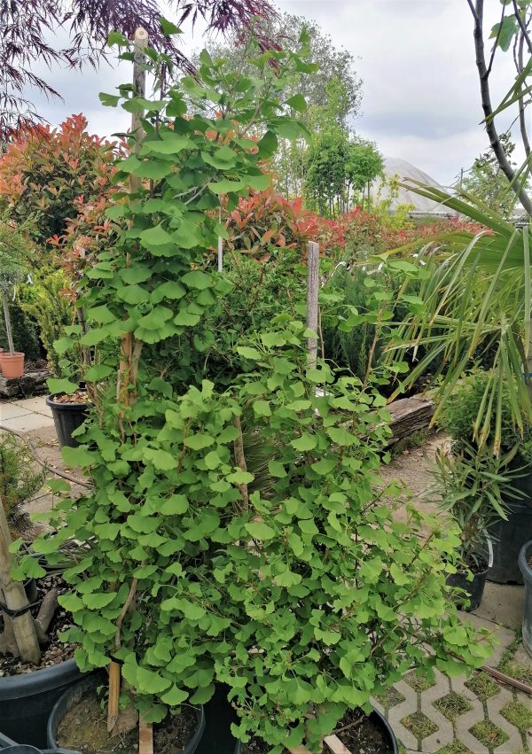 Ginkgo biloba 'Fastigiata' – Oszlopos páfrányfenyő 125-150 cm - Image 4