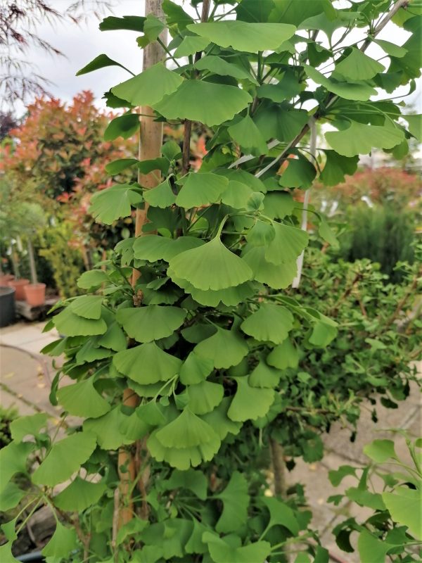 Ginkgo biloba 'Fastigiata' – Oszlopos páfrányfenyő 125-150 cm - Image 5