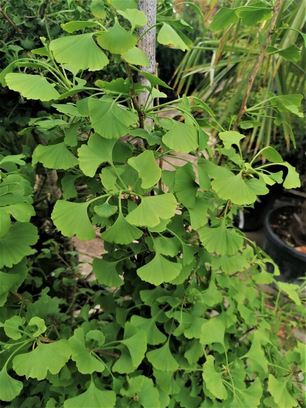 Ginkgo biloba 'Fastigiata' – Oszlopos páfrányfenyő 125-150 cm - Image 6
