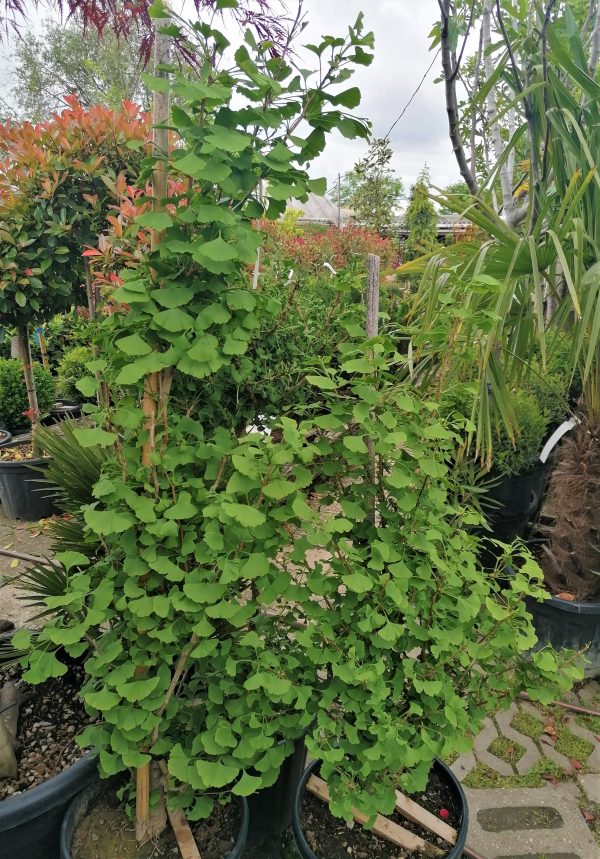 Ginkgo biloba 'Fastigiata' – Oszlopos páfrányfenyő 125-150 cm - Image 7