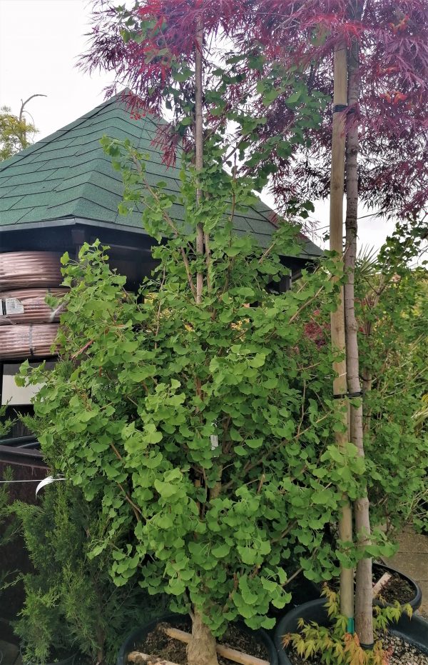 Ginkgo biloba 'Fastigiata' – Oszlopos páfrányfenyő 4m+ - Image 6
