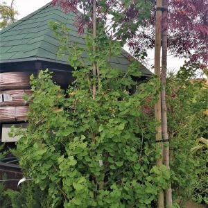 Ginkgo biloba 'Fastigiata' – Oszlopos páfrányfenyő 4m+