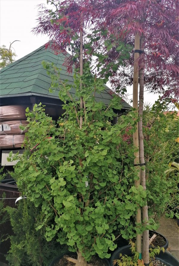 Ginkgo biloba 'Fastigiata' – Oszlopos páfrányfenyő 4m+