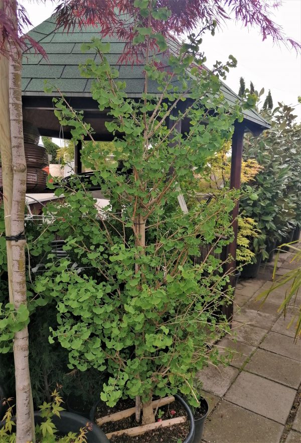 Ginkgo biloba 'Fastigiata' – Oszlopos páfrányfenyő 4m+ - Image 5