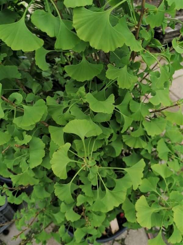 Ginkgo biloba 'Fastigiata' – Oszlopos páfrányfenyő 125-150 cm - Image 8