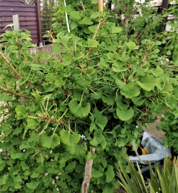 Ginkgo biloba 'Mariken' - Törpe gömb páfrányfenyő - Image 7