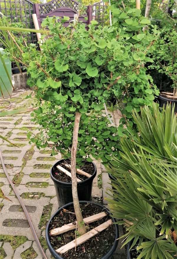 Ginkgo biloba 'Mariken' - Törpe gömb páfrányfenyő - Image 5