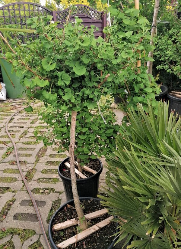 Ginkgo biloba 'Mariken' - Törpe gömb páfrányfenyő