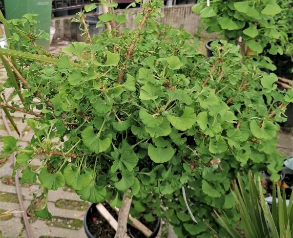 Ginkgo biloba 'Mariken' - Törpe gömb páfrányfenyő - Image 4
