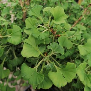 Ginkgo biloba 'Fastigiata' – Oszlopos páfrányfenyő
