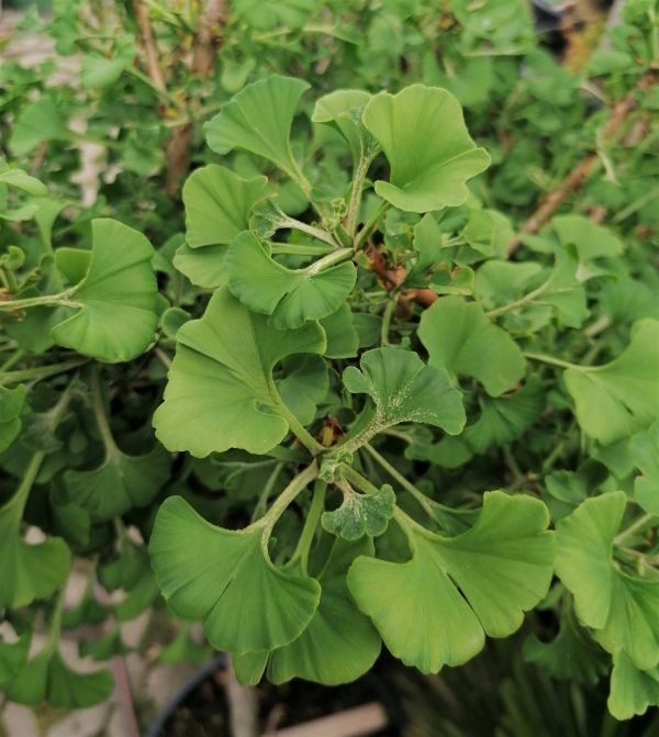 Ginkgo biloba 'Fastigiata' – Oszlopos páfrányfenyő 125-150 cm - Image 10