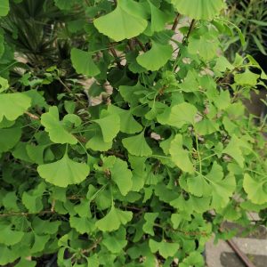 Ginkgo biloba 'Fastigiata' – Oszlopos páfrányfenyő 125-150 cm