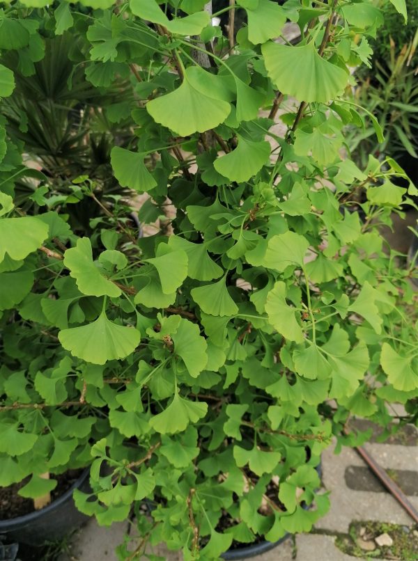 Ginkgo biloba 'Fastigiata' – Oszlopos páfrányfenyő 125-150 cm