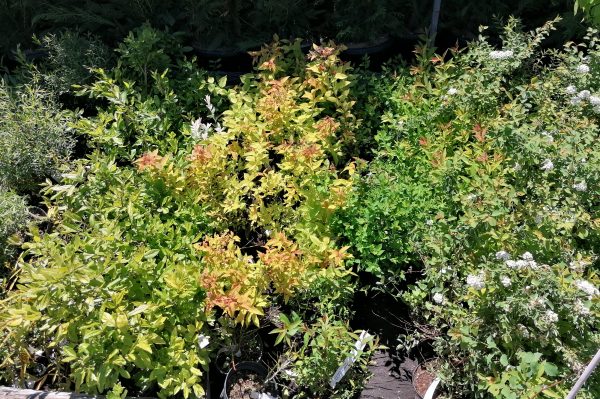 Japán gyöngyvessző -Spiraea Japonica 'Shirobana' - Image 4