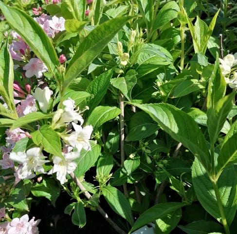 Weigela 'Alba' – Hófehér virágú rózsalonc - Image 3