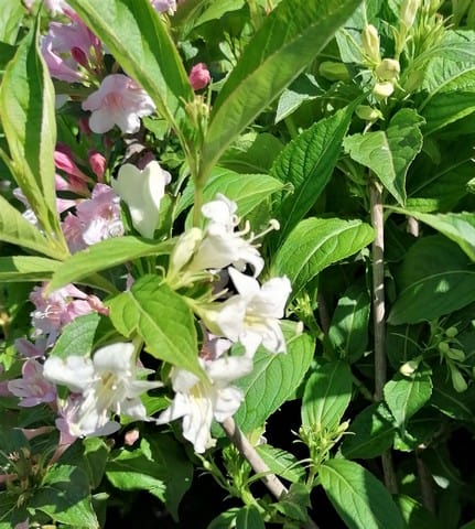 Weigela 'Alba' – Hófehér virágú rózsalonc - Image 4
