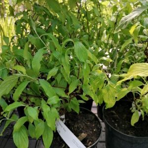 Cornus stolonifera 'Kelseyi' - Törpe som