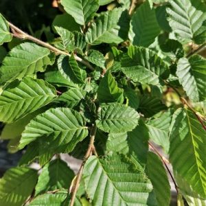 Carpinus betulus - Közönséges gyertyán