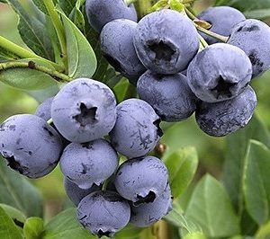 Vaccinium corymbosum 'Goldtraube' - Kék áfonya