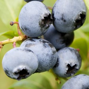 Vaccinium corymbosum 'Chandler' – Kék áfonya