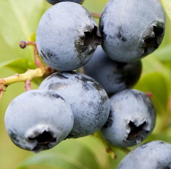 Vaccinium corymbosum 'Chandler' – Kék áfonya
