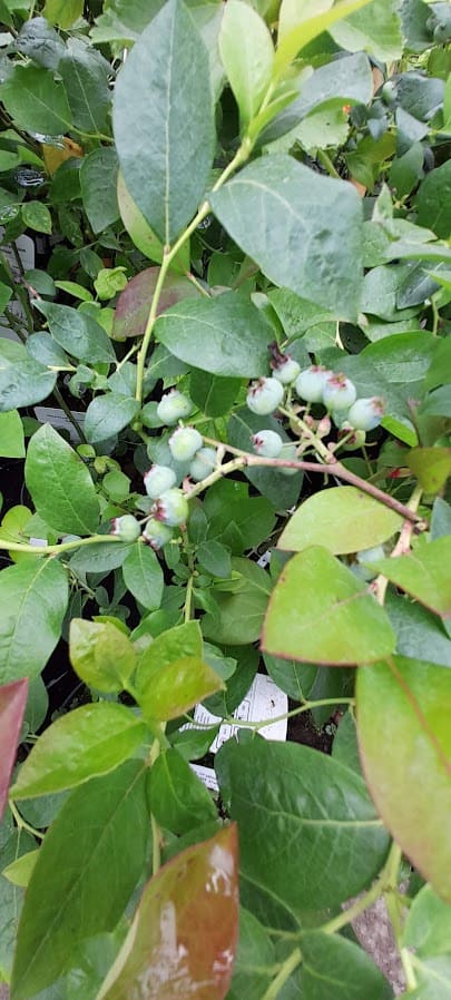 Vaccinium corymbosum 'Berkeley' - Magasbokrú kék áfonya - Image 4