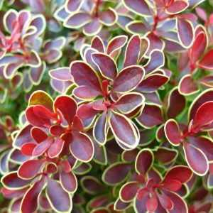 Berberis thunbergii 'Golden Ring' - Japán borbolya