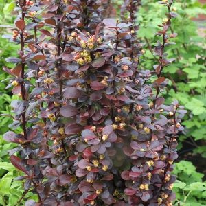 Berberis thunbergii 'Helmond Pillar' – Oszlopos borbolya