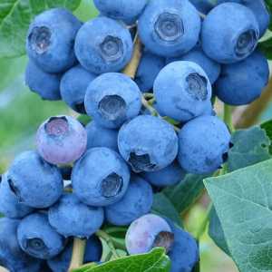 Vaccinium corymbosum 'Denise Blue' – Kék áfonya