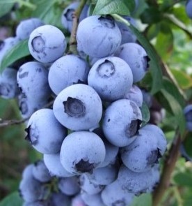 Vaccinium corymbosum 'Berkeley' - Magasbokrú kék áfonya