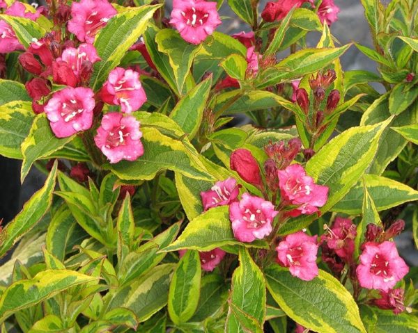 Rózsalonc 'Brigela' - Weigela florida 'Brigela'