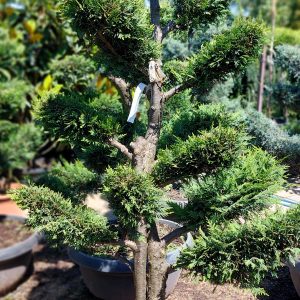 Cupressocyparis leylandii- Leylandi ciprus  bonsai 150/175 cm
