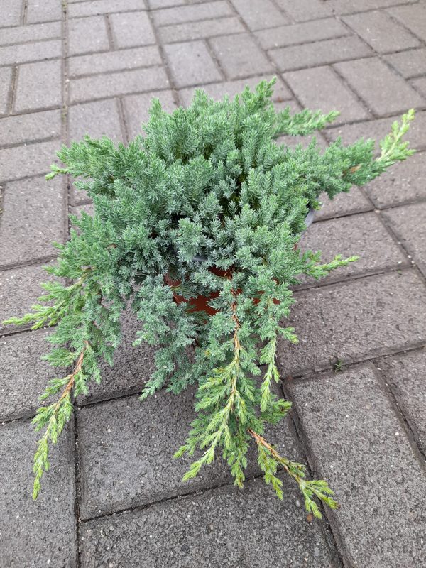 Juniperus procumbens 'Nana' - Törpe kúszóboróka