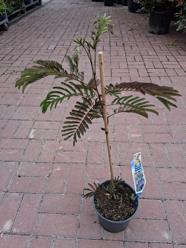 Albizia julibrissin 'Summer Chocolate' - Bordó levelű selyemakác
