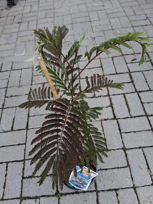 Albizia julibrissin 'Summer Chocolate' - Bordó levelű selyemakác