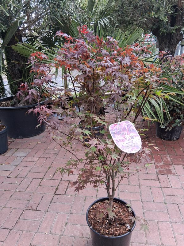 Acer palmatum 'Atropurpureum' - Bordó levelű japán juhar - Image 3