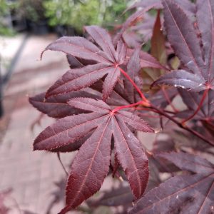 Acer palmatum 'Atropurpureum' - Bordó levelű japán juhar