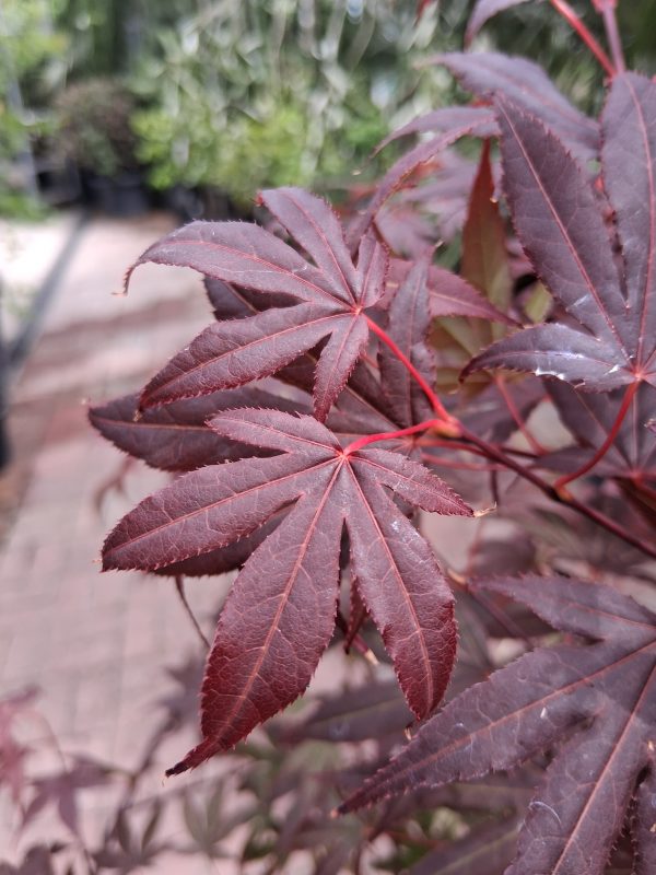 Acer palmatum 'Atropurpureum' - Bordó levelű japán juhar