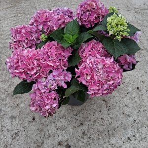Hydrangea macrophylla 'Early Blue' - Kerti hortenzia