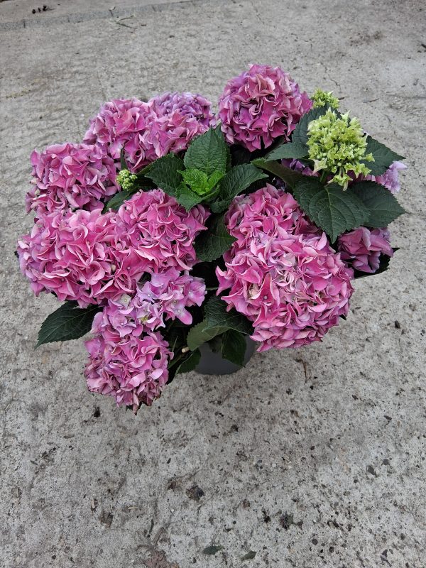 Hydrangea macrophylla 'Early Blue' - Kerti hortenzia