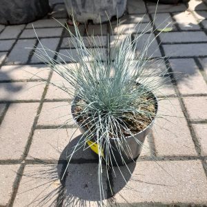 Festuca glauca - Kék Csenkesz