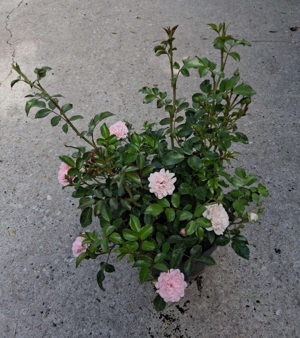 Rosa 'The Fairy' - Talajtakaró rózsa - Image 5