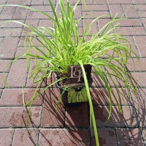 Carex oshimensis Everillo - Madárlábú tarka sás