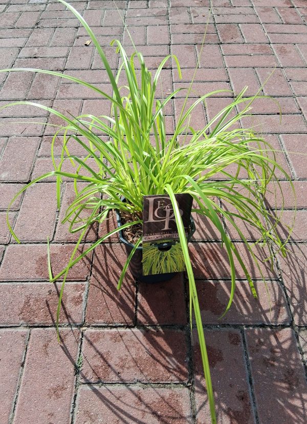Carex oshimensis Everillo - Madárlábú tarka sás