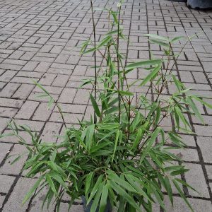 Fargesia rufa – Alacsony bambusz
