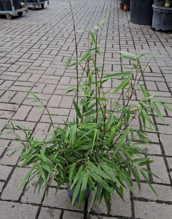 Fargesia rufa – Alacsony bambusz