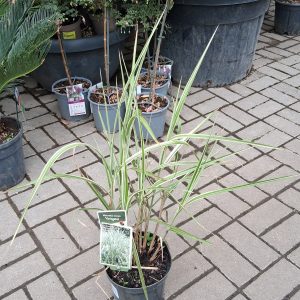 Miscanthus sinensis ‘Variegatus’ - kínai virágosnád (japánfű)